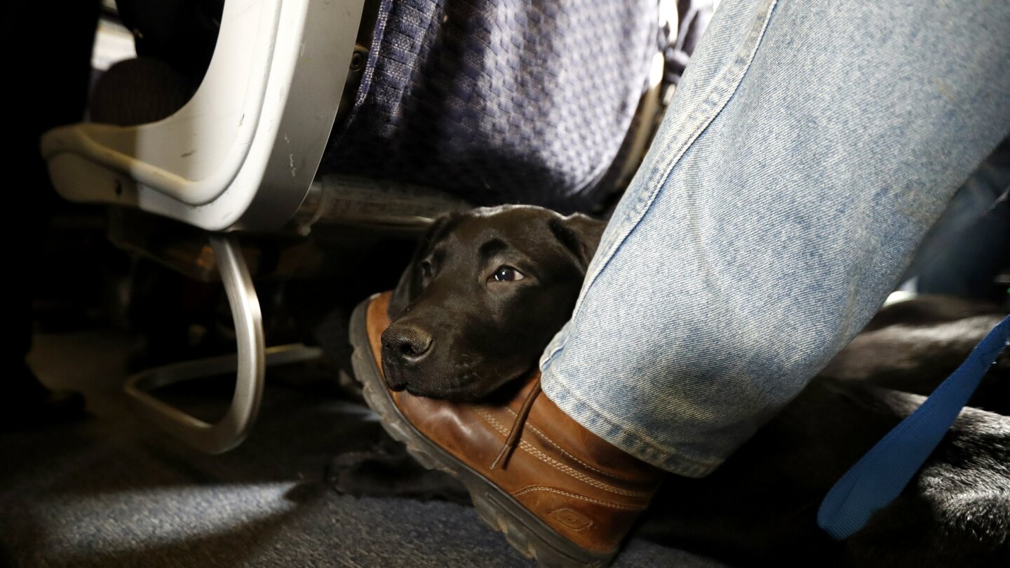 American Airlines is grounding emotional support animals AP News